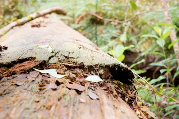 small mushrooms growing from a rotten tree trunk