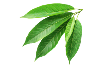 Mango leaves isolated on transparent background