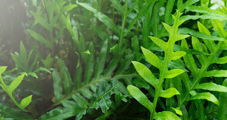 Photo of a fresh green Hawaiian wart fern, Phymatosorus scolopendria fern, for background or banner use