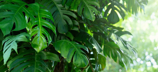 Photo of a vibrant green Monstera leaf for background or banner