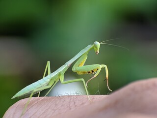 praying mantis standing on hands