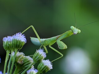 praying mantis on ageratum conyzoides flower with blur background