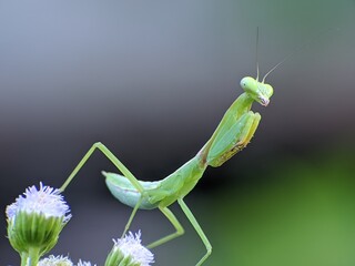 praying mantis on an ageratum conyzoides flower