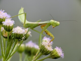 praying mantis on ageratum conyzoides flower with blur background