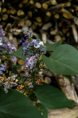 purple lilac flowers with green leaves in the spring garden