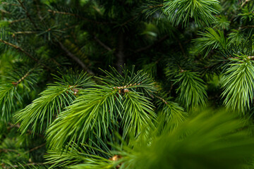 macro green fur tree wallpaper
