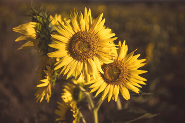sunflowers in the field