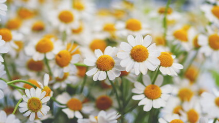 Field Of Chamomiles At Sunny Day At Nature. Common Daisy. Beautiful Summer Meadow.