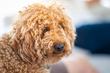 a small brown toy poodle breed dog looking at camera in a close-up portrait