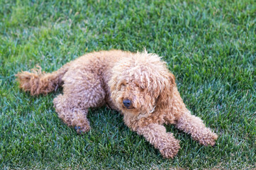A small brown toy poodle breed dog rests on the fresh green grass in the park