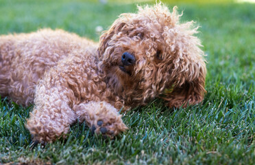 A small brown toy poodle breed dog looks lazily in the middle of a dream on the fresh grass