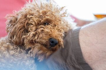 A small brown toy poodle breed dog rests on his owner's leg with love and softness. pet owner friendship and relationship concept