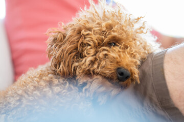 A small brown toy poodle breed dog rests on his owner's leg with love and softness. pet owner...