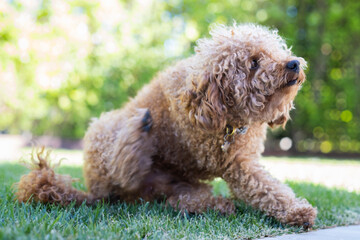A small brown toy poodle breed dog scratches his ear sitting on the grass in the park. Possible parasite or flea infection. antiparasitic collar