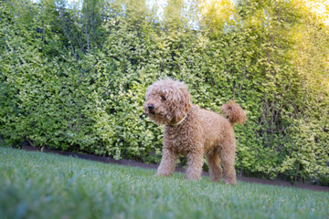 Portrait of a small brown toy poodle breed dog in a garden with an anti-parasitic collar