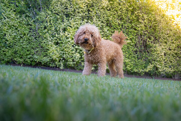Portrait of a small brown toy poodle breed dog in a garden with an anti-parasitic collar and he looks towards camera