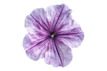 Petunia flower isolated on transparent background