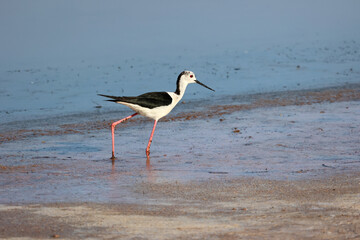 Black Necked Stilt at the Great Salt Lake