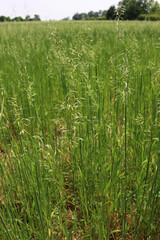 Detail of green Oat ears growing in the field on springtime. Avena sativa cultivation