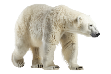 Polar bear isolated on transparent background