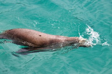 Obraz premium Yakutat Bay, Alaska