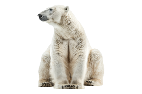 Polar bear isolated on transparent background