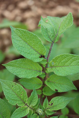 Close-up of many red larva of the Colorado potato beetle eating potato leaves. Leptinotarsa decemlineata in the vegetable garden 