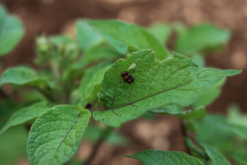 Close-up of many red larva of the Colorado potato beetle eating potato leaves. Leptinotarsa decemlineata in the vegetable garden 