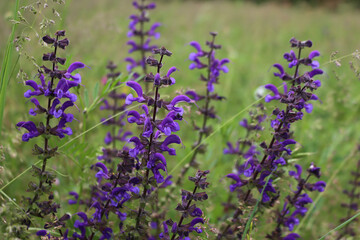 Obraz premium Close-up of Salvia pratensis in bloom. Meadow Sage plant with purple flowers in the meadow