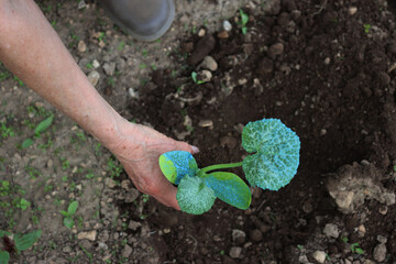 Detail of female hands transplanting Zucchini plants in the vegetable garden