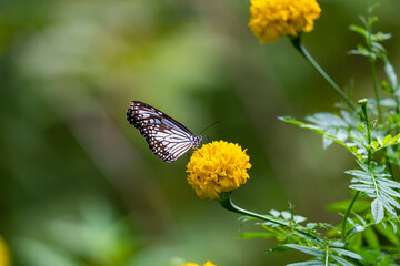 Butterfly in rainforest nature in the rays of sunlight summer background