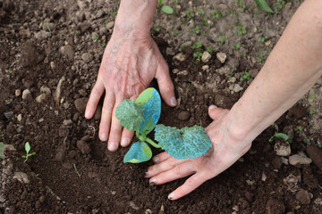 Detail of female hands transplanting Zucchini plants in the vegetable garden