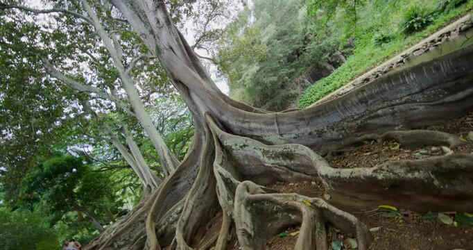 Cinematic tilt shot of beautiful Hawaiian tree and roots