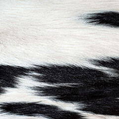 Fototapeta premium Black and white fur - abstract texture.