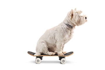 Westie terrier dog sitting on a small skateboard