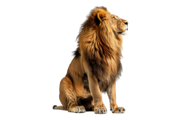 Side view of line isolated on transparent background