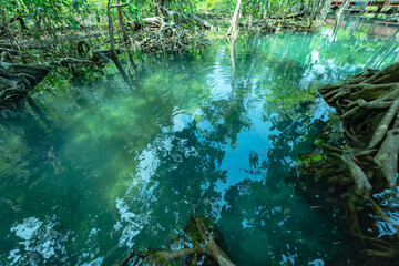 Klong Song Nam means fresh water flowing from the mountains mixed with sea water in the area of the forest .along the sea that is complete. .The color of the water is very beautiful emerald green..