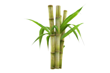 Sugarcane isolated on transparent background