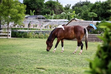 Obraz premium Beautiful of brown horse in the garden