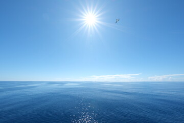大海を飛ぶカツオドリ。太陽と小笠原諸島の海。
Booby Sula flies beautifully sky and ocean, Ogasawara Islands, Japan