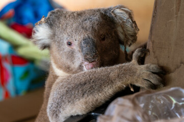 koala in a shed with cobwebs on its eyes and head with red eyes © Phoebe