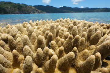 小笠原諸島のサンゴ礁
Coral reef of Ogasawara Islands (Bonin Islands)