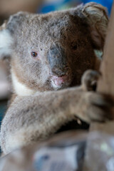 koala in a shed with cobwebs on its eyes and head with red eyes