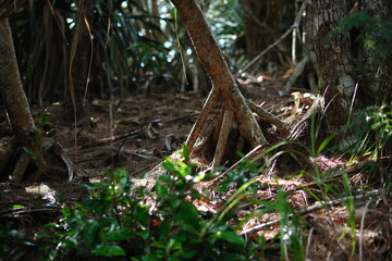 夏の小笠原諸島
White sand beach,Ogasawara Islands,Tokyo, Japan.