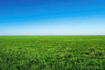 Obraz premium Green grass field under blue sky.