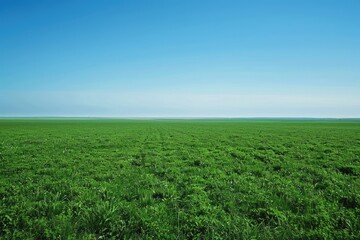 Obraz premium Lush green field under a blue sky.