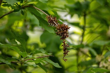 Green plants on the terrace in spring in the city of Munich