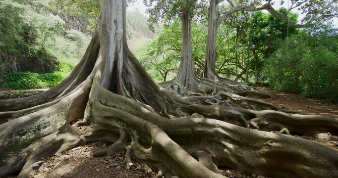 Large, beautiful roots of Hawaiian jungle tree