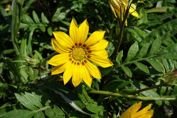Closeup of one yellow flower of Gazania splendens in July