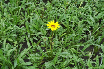 Foliage, buds and yellow flower of Gazania splendens in July